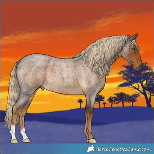 Horse Color:Chocolate Palomino Roan 