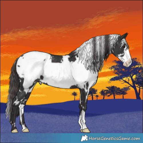 Horse Color:White Spotted Smoky Black Frame Appaloosa 