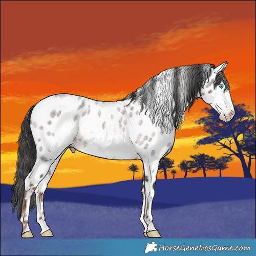 Horse Color:Liver Red Roan Frame Appaloosa 