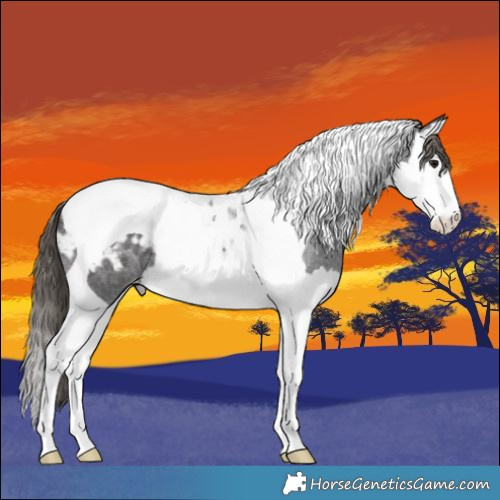 Horse Color:Smoky Blue Roan Splash Tobiano Appaloosa 