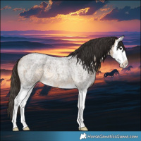 Horse Color:Buckskin Roan Splash 