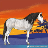 Horse Color:Buckskin Roan Splash 