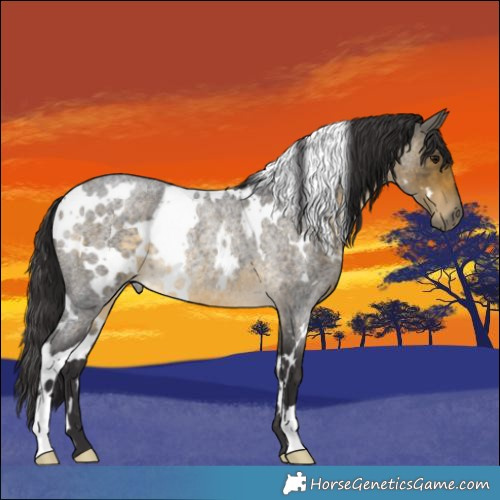 Horse Color:White Spotted Buckskin Roan Rabicano 