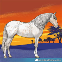 Horse Color:Chocolate Palomino Roan Appaloosa 