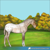 Horse Color:Chocolate Palomino Roan Appaloosa 
