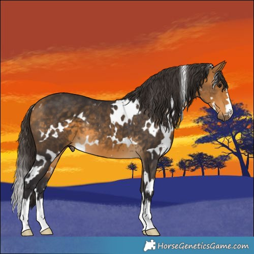 Horse Color:White Spotted Buckskin 