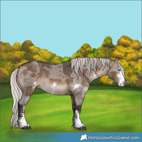 Horse Color:Silver Brown Dun Merle Sabino