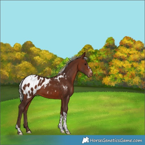 Horse Color:Silver Brown Tobiano Blanket 