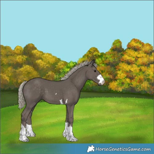 Horse Color:Silver Smoky Black 