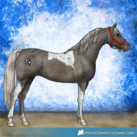 Horse Color:Silver Smoky Black Tobiano Varnish 
