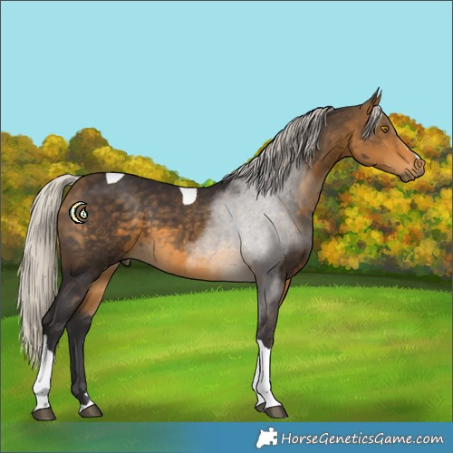 Horse Color:Silver Buckskin Tobiano 