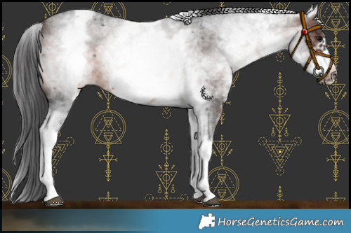 Horse Color:White Spotted Brown Roan Frame 