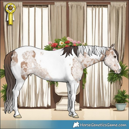 Horse Color:Liver Red Dun Ice Tobiano Appaloosa 