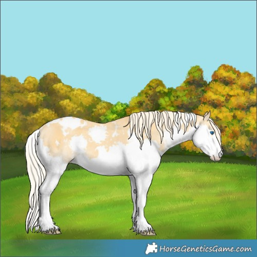 Horse Color:White Spotted Palomino Dun Splash Rabicano