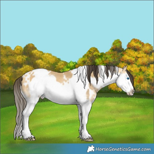Horse Color:White Spotted Buckskin Dun Splash Frame Rabicano