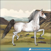Horse Color:White Spotted Bay Roan Frame