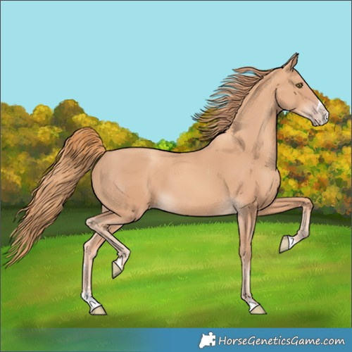 Horse Color:Gold Champagne Splash 