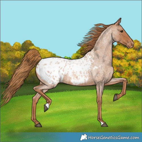 Horse Color:Red Roan Appaloosa 