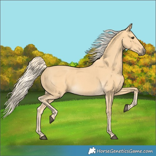 Horse Color:Palomino 