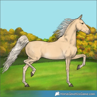 Horse Color:Palomino