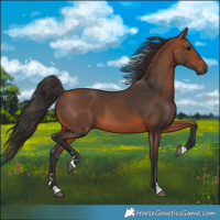Horse Color:Bay 