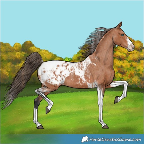 Horse Color:Bay Splash Tobiano Appaloosa and Bay Splash Tobiano Frame Appaloosa