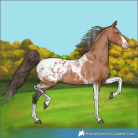 Horse Color:Bay Splash Tobiano Blanket and Bay Splash Tobiano Frame Blanket