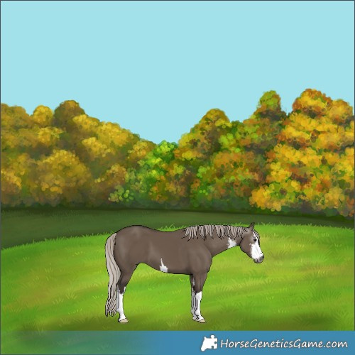 Horse Color:Gray White Spotted Silver Grullo