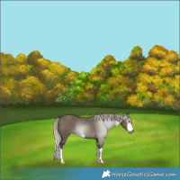 Horse Color:Gray White Spotted Silver Grullo 