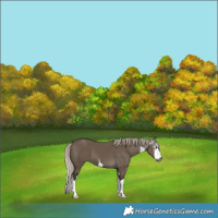 Horse Color:Gray White Spotted Silver Grullo 