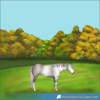 Horse Color:Gray White Spotted Silver Grullo 