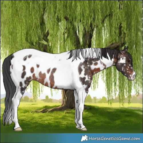 Horse Color:Brown Tobiano Appaloosa Rabicano 