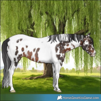 Horse Color:Brown Tobiano Near Leopard Rabicano