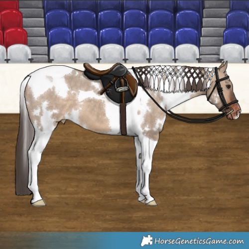 Horse Color:White Spotted Bay Dun Tobiano Appaloosa 