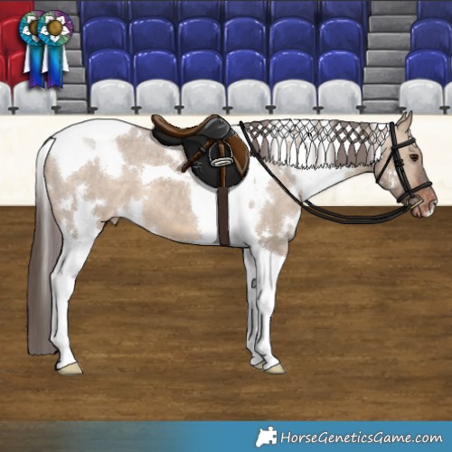 Horse Color:White Spotted Bay Dun Tobiano Appaloosa 