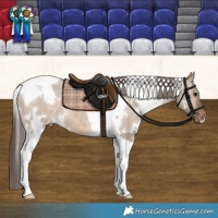 Horse Color:White Spotted Bay Dun Tobiano Varnish 