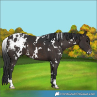 Horse Color:White Spotted Brown Appaloosa 