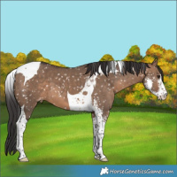 Horse Color:Brown Dun Sabino Tobiano Snowflake Varnish 