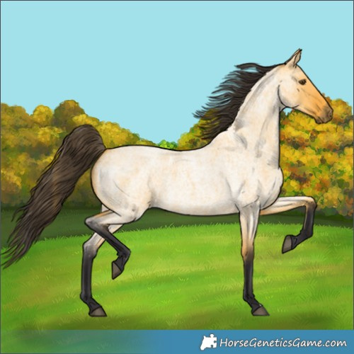 Horse Color:Buckskin Roan Dun 