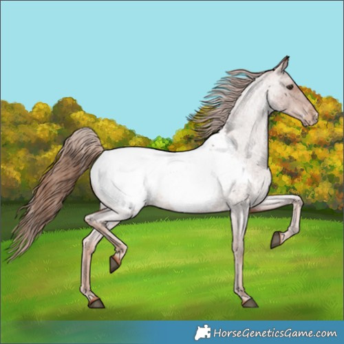 Horse Color:Red Roan Appaloosa 