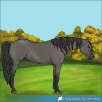 Horse Color:Grullo 