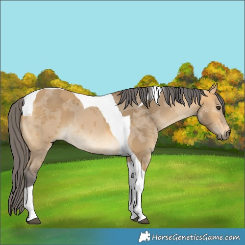 Horse Color:Buckskin Dun Merle Tobiano 