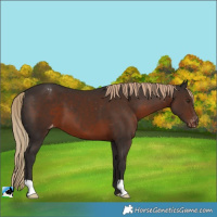 Horse Color:Liver Chestnut Appaloosa