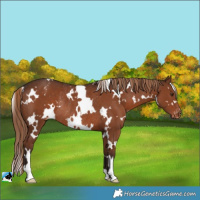 Horse Color:White Spotted Liver Chestnut Appaloosa Rabicano