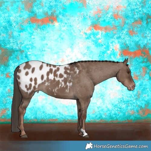 Horse Color:Liver Red Dun Appaloosa