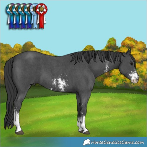 Horse Color:Black Sabino 