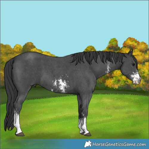 Horse Color:Black Sabino 