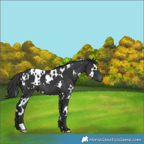 Horse Color:White Spotted Black Varnish 