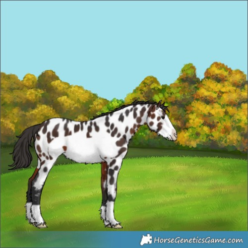 Horse Color:Brown Frame Near Leopard 
