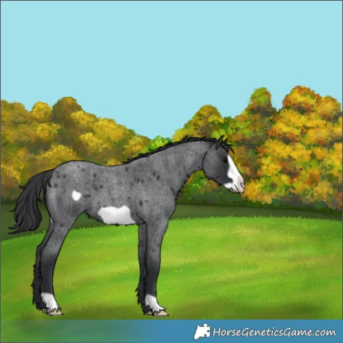 Horse Color:Blue Roan Frame 